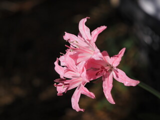 ピンクのダイヤモンドリリー