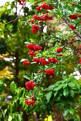 Pyracantha coccinea (Firethorn). Rosaceae evergreen shrub. Numerous small white flowers bloom in early summer, and the fruit (drupes) ripen to red in autumn.
