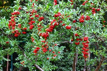 Pyracantha coccinea (Firethorn). Rosaceae evergreen shrub. Numerous small white flowers bloom in early summer, and the fruit (drupes) ripen to red in autumn.