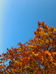 bright colorful yellow and orange leaves of a beech tree in blue sky during golden summer