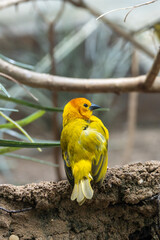 Golden palm weaver (Ploceus bojeri) East Africa Kenya savannah