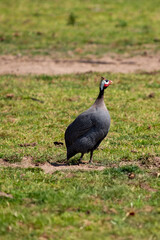 Helmeted guineafowl (Numida meleagris) common across sub Saharan Africa