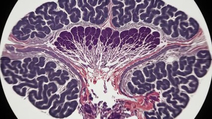 Microscopic View of Brain Tissue A Detailed Examination of Cellular Structures and Neural Networks Revealing the Intricate Complexity of the Human Brain and its Biological Processes.