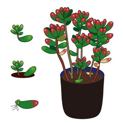 Plump Succulent Sedum Rubrotinctum Red Tips