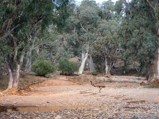 Single Emu walking across a dry creek in Australia's outback.