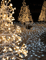 Christmas Trees with Lights Glowing in the Dark Park