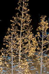 Christmas Trees with Lights Glowing in the Dark Park