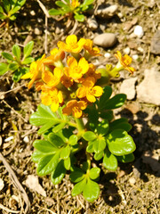 Euphorbia cyparissias, cypress spurge flower. Wild growing on Mount Kalvarija Nitra