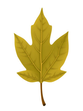 oblanceolate maple leaf flat icon