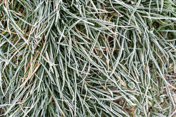 Top view of green grass blades covered with white hoarfrost crystals creating natural frozen texture pattern on cold winter morning. Concept of seasonal change, cold weather and nature background.