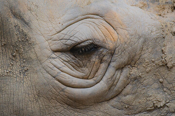 Fototapeta premium Close-Up of a Rhinoceros Eye