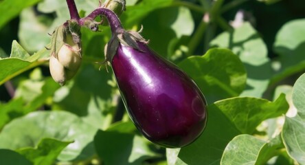A single ripe purple eggplant growing on a plant with green leaves.