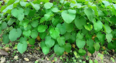 Green leafy plant with heart-shaped leaves.