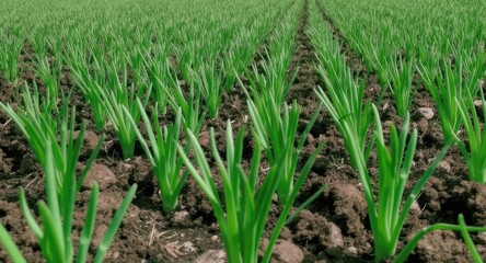 Green onion field in the sunlight.