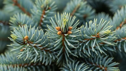 Close-up of vibrant blue spruce needles and new growth on a coniferous tree branch.