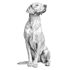 Great dane dog isolated isolated on white one line art 