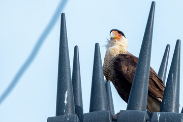A crested caracara (Caracara plancus) doesn't seem to mind the spikes on the utility pole that seem like they're intended to keep birds off!  In Sarasota County, Florida