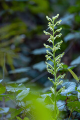A green orchid at Lake June in Winter Scrub Preserve State Park in central Florida. It seems to be a species of rein orchid. Please check the ID with an expert if accuracy matters for your project.
