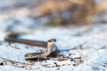A young snake&mdash;probably a juvenile black racer (Coluber constrictor) found in central Florida.