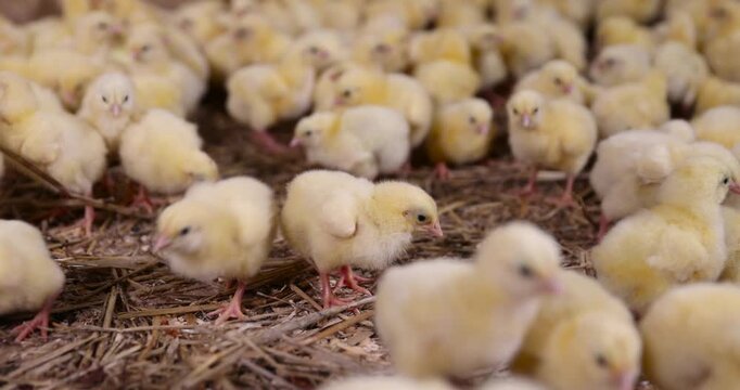 beautiful little chickens in soft yellow fluff and the white feathers on their wings, young yellow puffs with white feathers chickens at a large broiler poultry farm