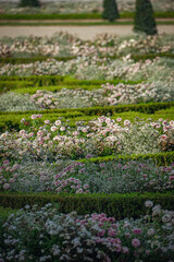 Obraz premium Garden of The Palace of Versailles