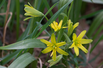 Blüten des Wald-Goldsterns © O.Riepe