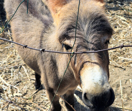 Costa Rei, Sardinia, Italy, September 20, 2025. A Sardinian donkey, a native breed common on the island, is very docile. They are small animals with a light gray coat, sometimes with brown shades