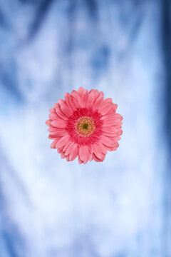 Flor color rosa  flotando sobra fondo azul 