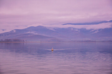 Solitary Pelican on Calm Lake with Misty Mountains
