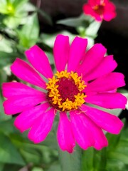 Obraz premium pink zinnia flower with yellow center