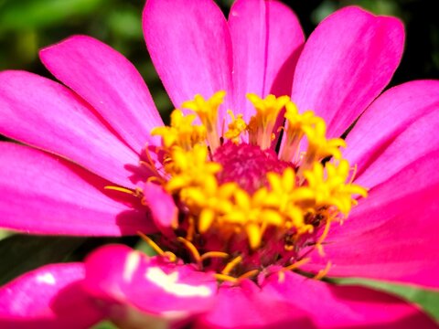close-up pink flower with yellow center isolated on white background - Powered by Adobe