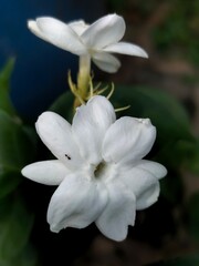 Obraz premium close-up of white jasmine flowers with green leaves