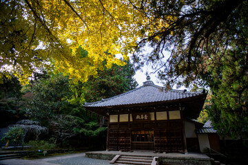 鎌倉251118　浄智寺16　黄葉