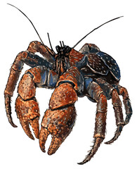 Birgus latro fig 1  illustration art