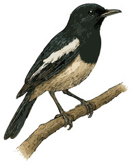 Copsychus saularis illustration art