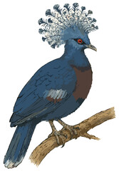 Goura victoria illustration art