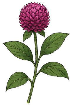 Gomphrena globosa  illustration art
