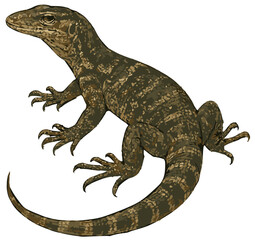 Obraz premium Varanus salvator illustration art