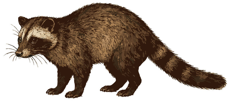 Paradoxurus hermaphroditus illustration art