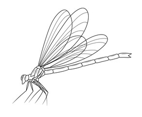 Illustration of a dragonfly with detailed wings drawn with lines. Suitable for scientific materials, coloring pages, educational projects, and insect-themed design.