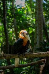 A Papuan hornbill perches on a tree branch at a zoo in Lombok, Indonesia, plying its trade on a bright, cool morning.