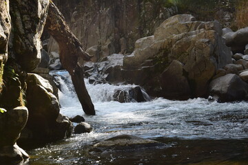 流木と花崗岩が形作る山峡の小滝と渓流風景