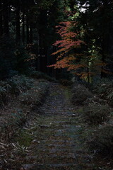 暗い森へ続く苔むした山道と奥に浮かぶ秋の彩り