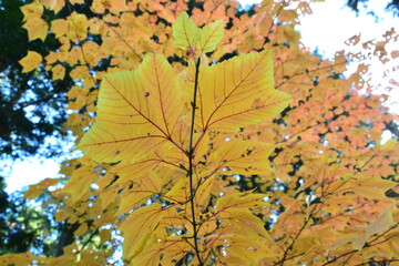 森の光に映えるウリハダカエデの黄金色の黄葉