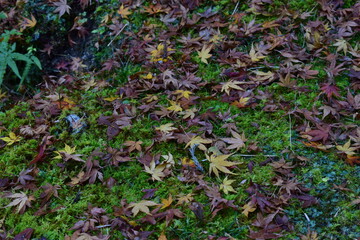 苔むす林床を彩る落ち葉の秋模様