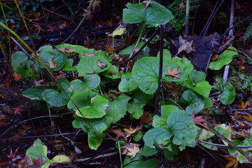 野生のワサビ, 山葵の葉, 山の香味植物, 湿った山林, 自生する植物, 緑の群生, 山菜の風景, 自然観察, 里山の植物, 森のディテール, 湿地の雰囲気, 清流域の植物, 自然写真素材, 山林の生態系, 足元の自然, 新鮮な緑, 静かな森, 無人の自然, 山の恵み, 植物の質感, 野山の風景, 山林の空気感, ナチュラルテクスチャ, 自然の造形, 覆い茂る葉, 野外フィールドワーク, 日本の自