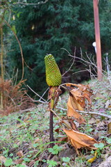 山林に自生するマムシグサの未熟な果実