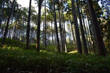 光差し込む杉林と瑞々しい笹原が広がる静寂の森景
