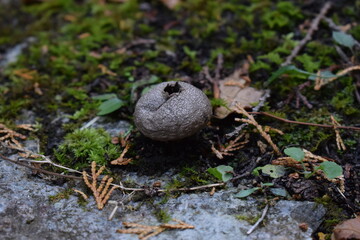 苔むした森の地面に佇むホコリタケの老菌