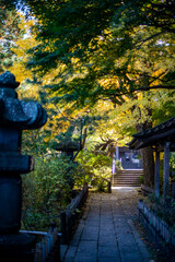Obraz premium 鎌倉251120 安国論寺17 紅葉